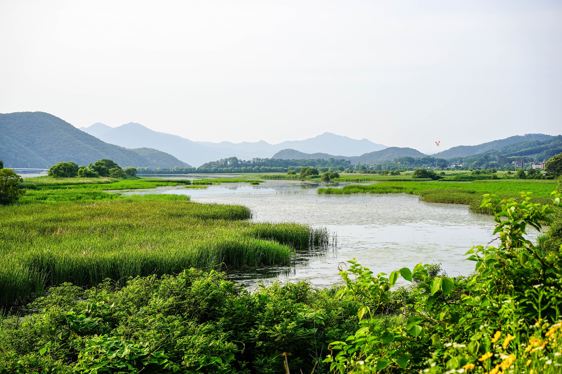 Misty restored wetland at dawn with sinuous waterways and moss-covered boulders